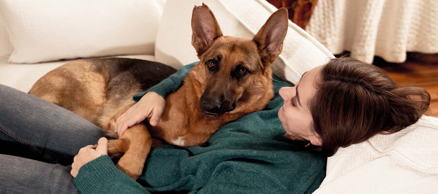 How to Create a Safe and Comfortable Environment for Your Dog